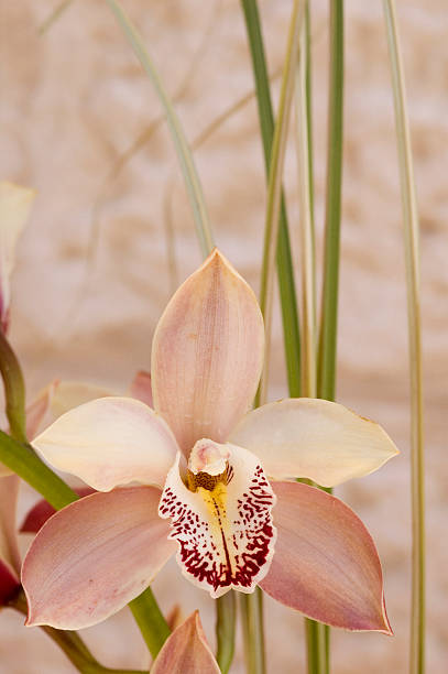 classic pink orchid4 stock photo