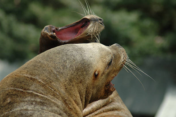 Seals screaming stock photo