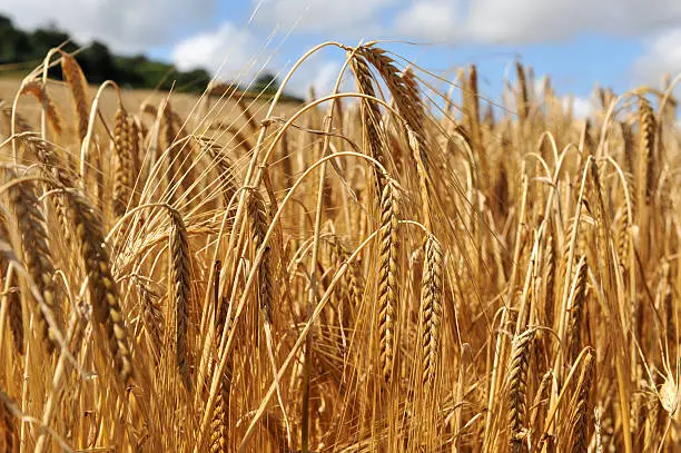 "Close up on a crop of barley in a field. Image taken near to Canterbury, Kent, UK."
