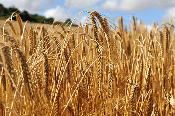 крупный план укороченный,-в полевых условиях - barley стоковые фото и изображения