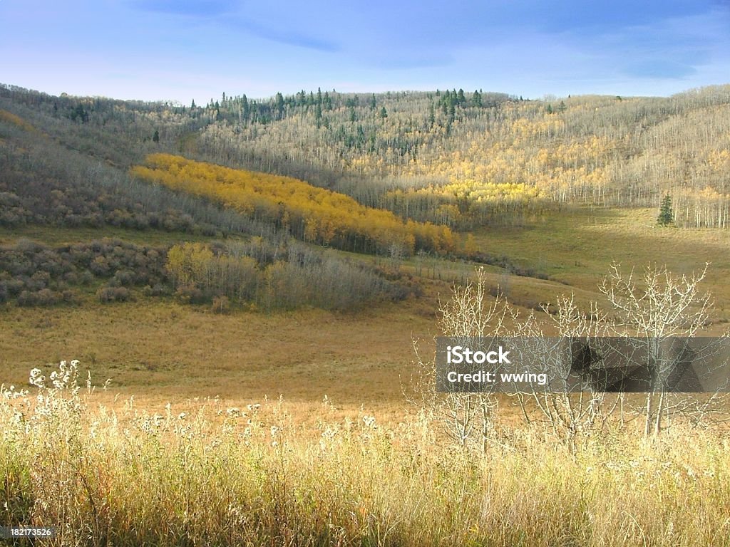 La fin de l'automne feuilles dans les contreforts des montagnes Rocheuses - Photo de Alberta libre de droits