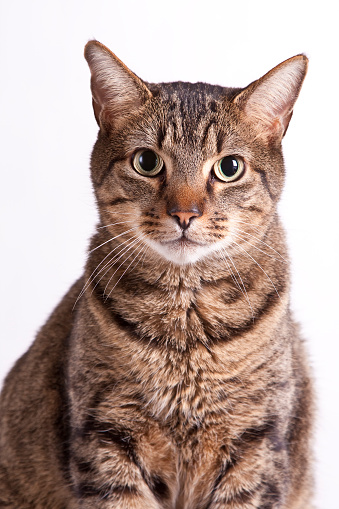A tabby house cat, isolated on white, stares at the camera. 