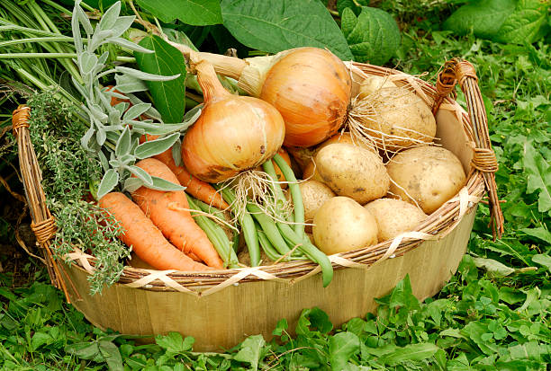 Organic homegrown produce pile - potato tubers, carrot, celery and kohlrabi vegetables