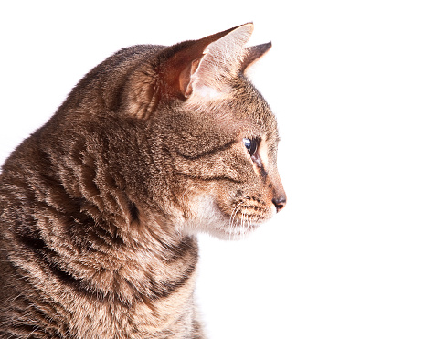 A tabby house cat, isolated on a white background, looks off into the distance.