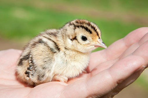 Holding a young pheasant chick.