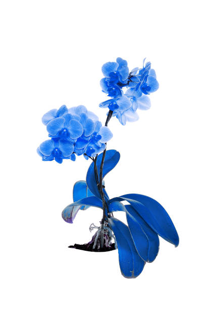 istock beautiful blue Orchid without background, bright blue Orchid flowers on a white background. 1821737283