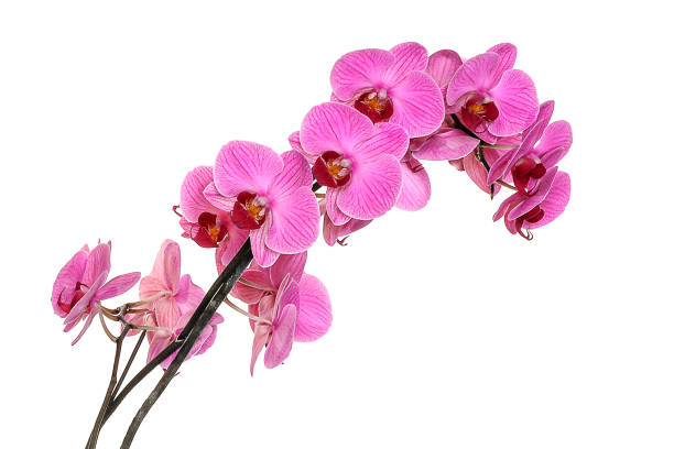 istock orchids on isolated background. beautiful flower branches orchids on white background 1821737799