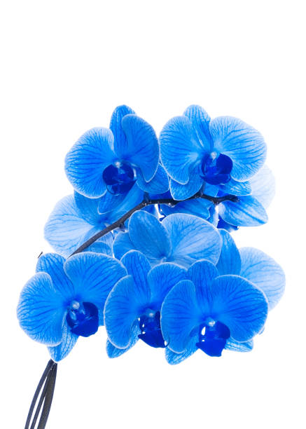 istock beautiful blue Orchid without background, bright blue Orchid flowers on a white background. 1821738036