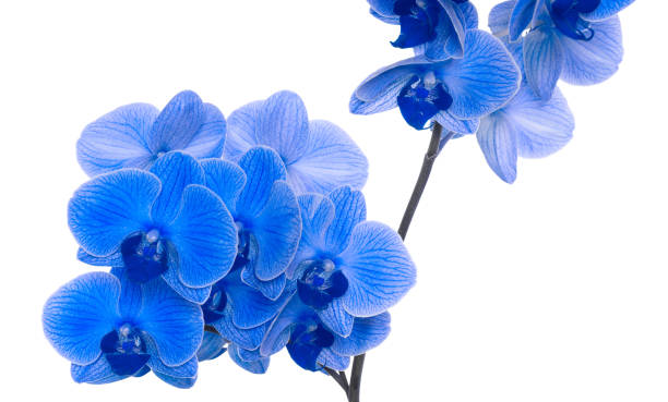 istock beautiful blue Orchid without background, bright blue Orchid flowers on a white background. 1821738320