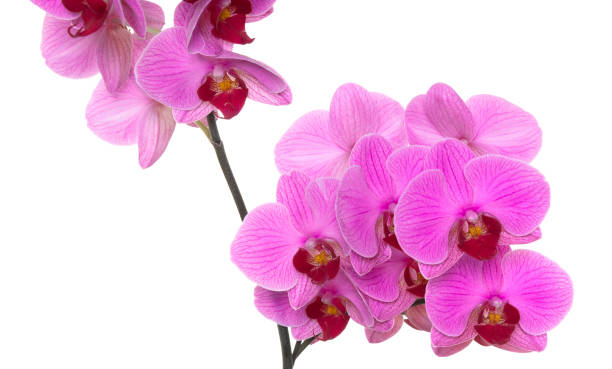 istock orchids on isolated background. beautiful flower branches orchids on white background 1821738823
