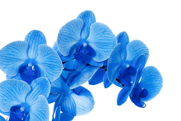istock beautiful blue Orchid without background, bright blue Orchid flowers on a white background. 1821739343