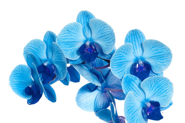 istock beautiful blue Orchid without background, bright blue Orchid flowers on a white background. 1821739347