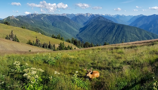 A beautiful view of the Olympic Mountain range.  It is a sunny summer day with a light blue sky dotted with clouds.   A grassy meadow with Queen Anne's Lace is in the foreground while a black tail deer is quietly  resting.   The majesty and grandeur of the mountains in the distance are the initial focus but the eye is quickly drawn to the deer in the lower part of the frame. The scene evokes a sense of calm and serenity, creating a sense of one with nature.  The photo was taken in Washington State.