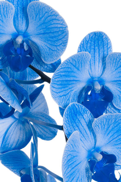 istock beautiful blue Orchid without background, bright blue Orchid flowers on a white background. 1821739865
