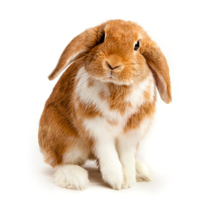Brown and white coloured lop rabbit ears down on white backgroundSimilar images from this series: