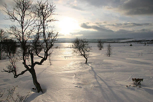 Shining snow stock photo