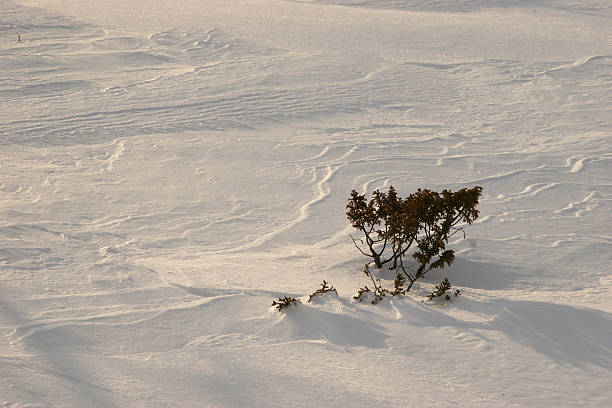 Shrub in the snow stock photo