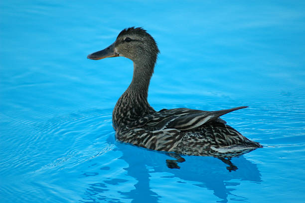 Duck that mistakenly landed in a swimming pool.  He's not really out of water - He's just in the wrong water.More of my youth swimming pictures: