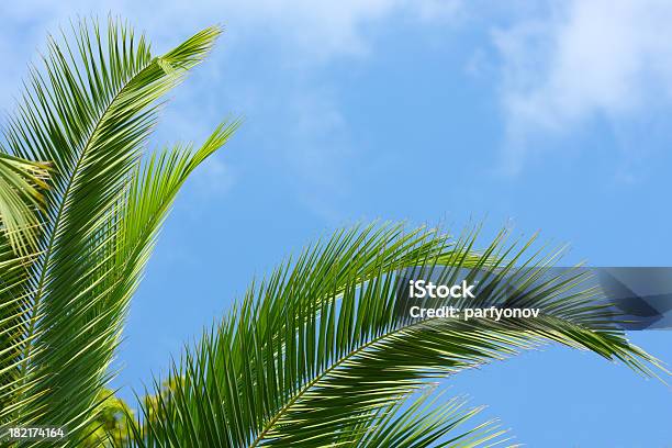 Palmtree Foglia - Fotografie stock e altre immagini di Albero - Albero, Ambientazione esterna, Botanica