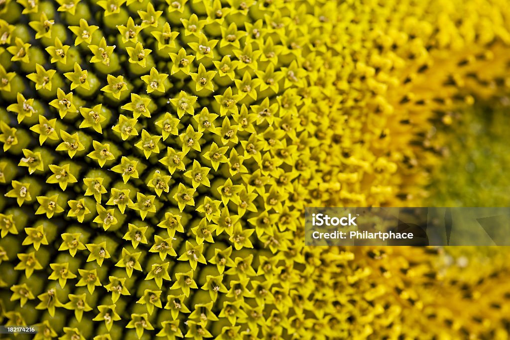 macro shot of a sunflower - Стоковые фото Подсолнух роялти-фри