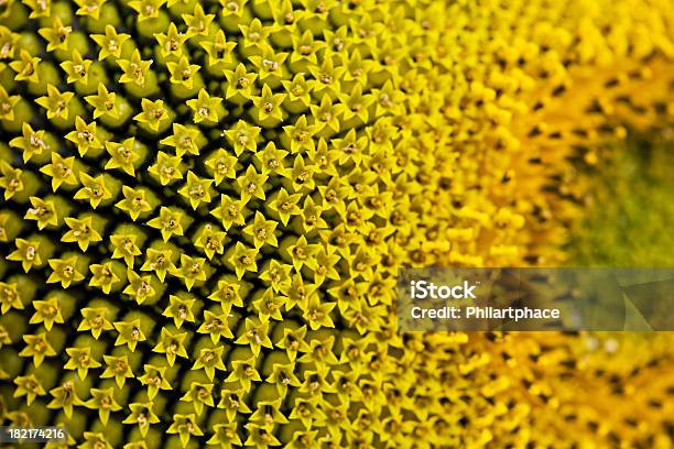 Macro Shot Of A Sunflower — стоковые фотографии и другие картинки Подсолнух - Подсолнух, Макрофотография, Абстрактный