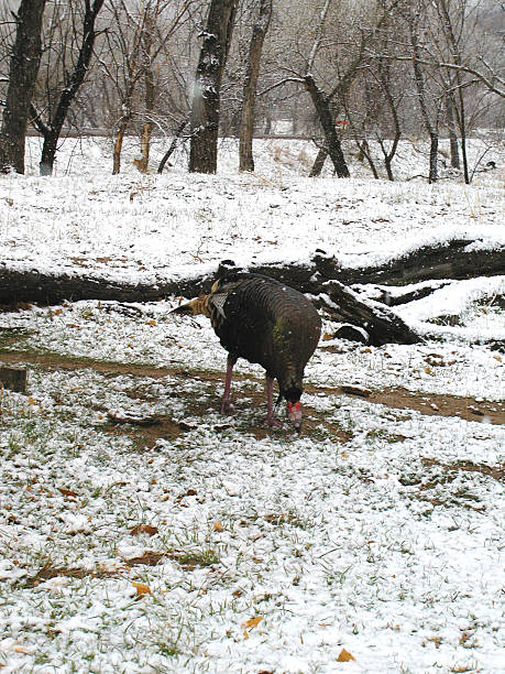 Browsing Wild Turkey stock photo