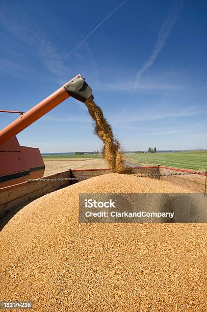 Cosechadora Trabajar En El Campo Foto de stock y más banco de imágenes de Maíz - Alimento - Maíz - Alimento, Maíz - Zea, Agricultura