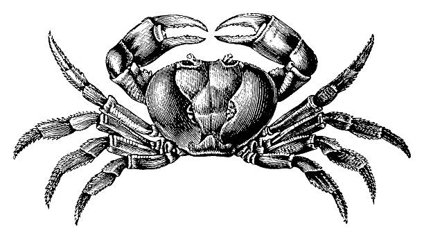 bildbanksillustrationer, clip art samt tecknat material och ikoner med crab | antique animal illustrations - allätare