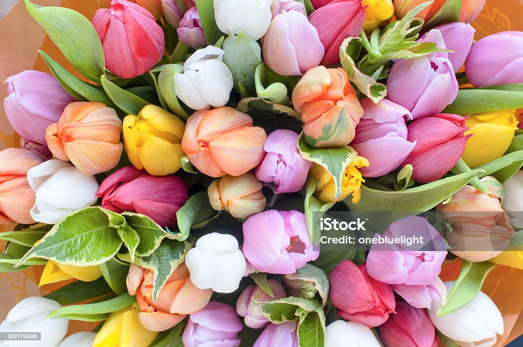 Tulipanes - Foto de stock de Tulipán libre de derechos