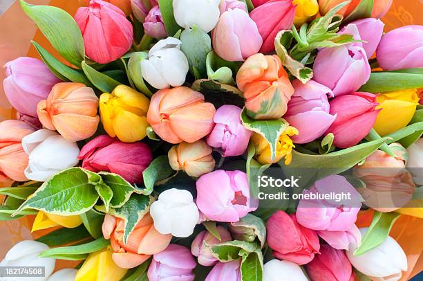 Foto de Tulipas e mais fotos de stock de Tulipa - Família do Lírio - Tulipa - Família do Lírio, Bouquet, Primavera - Estação do ano