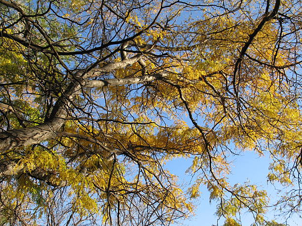 Spooky Branch Texture stock photo