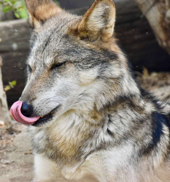 istock Stunning endangered Wolf with tongue out 1821745596