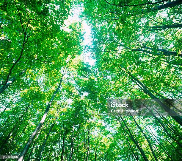 Foresta Di Faggi - Fotografie stock e altre immagini di Albero - Albero, Ambientazione esterna, Ambiente