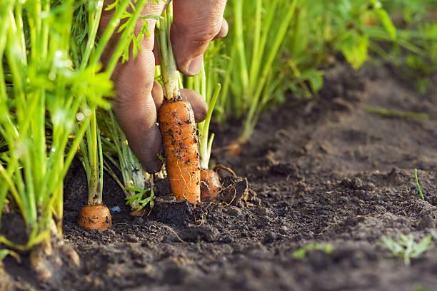 corrot em campo - organic vegetable farm freshness imagens e fotografias de stock