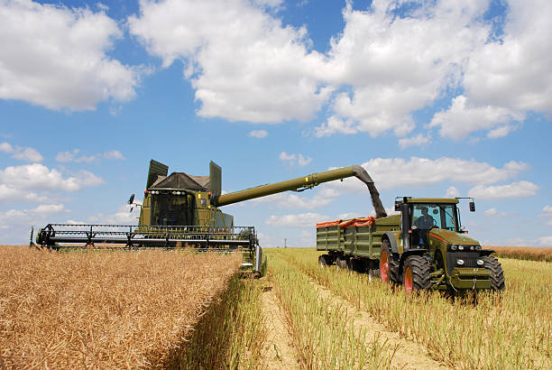 cosecha se combinan y de tractor en canola field - trilla fotografías e imágenes de stock