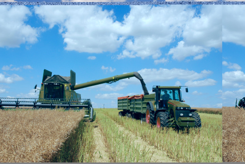 Harvest time - combine and tractor at canola field