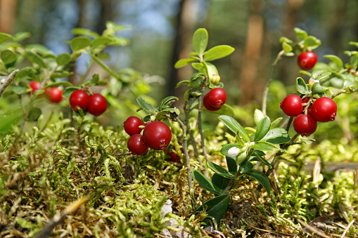 Black and red currants in a plate in nature. Harvesting in the village