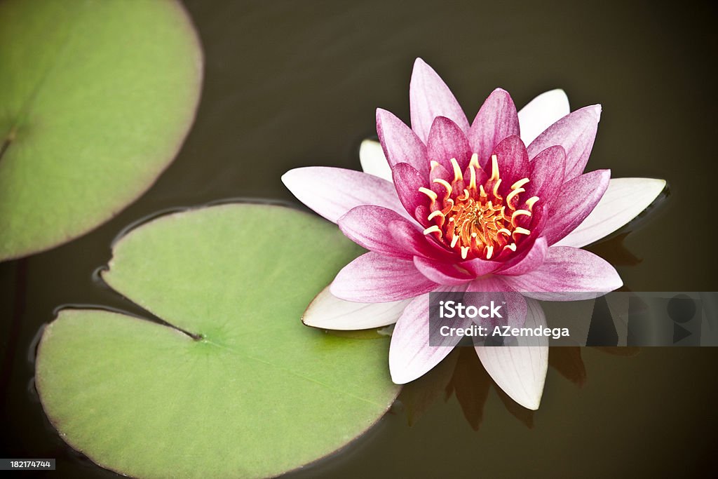 Water Seerose - Lizenzfrei Lotus - Seerose Stock-Foto