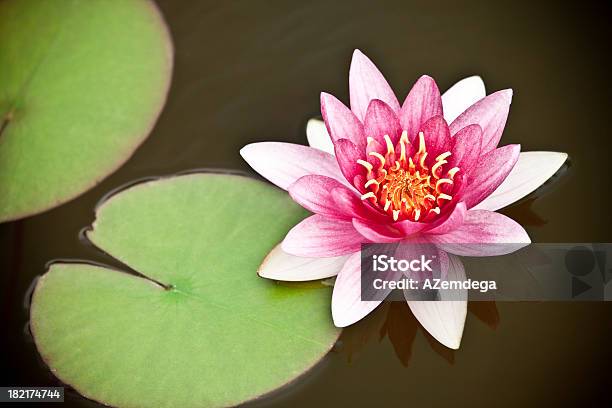 Water Seerose Stockfoto und mehr Bilder von Lotus - Seerose - Lotus - Seerose, Blume, Wasser