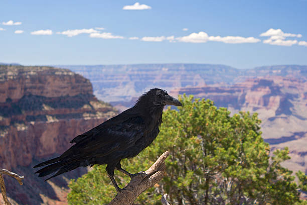 Carrion Crow (Corvus corone)