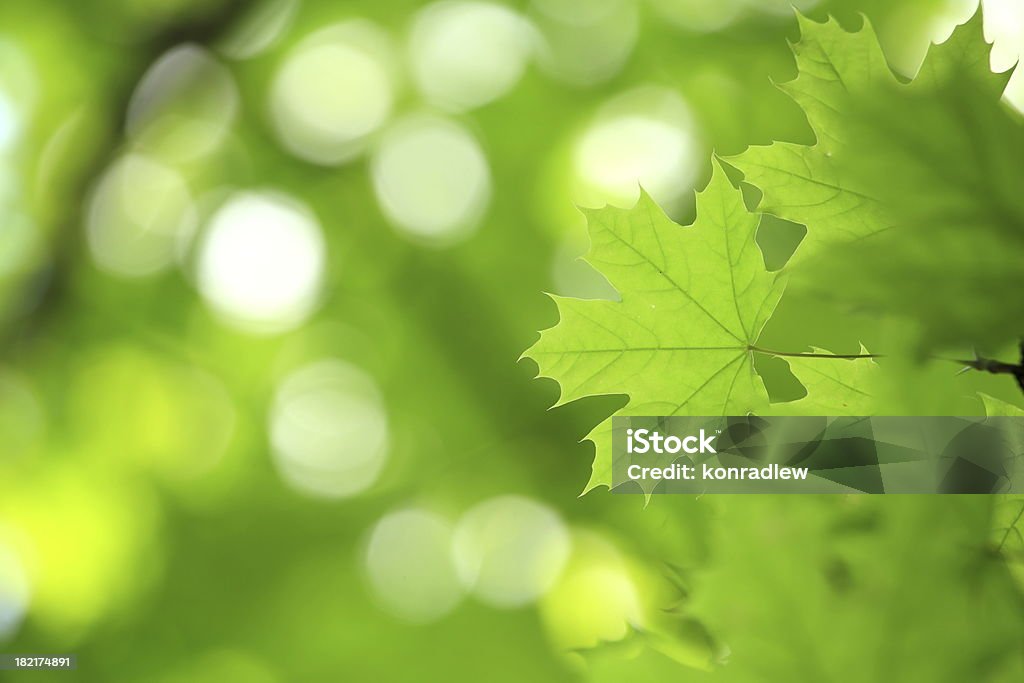 Wiosna zielony liści - Zbiór zdjęć royalty-free (Abstrakcja)