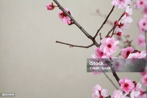 핑크 벚꽃 0명에 대한 스톡 사진 및 기타 이미지 - 0명, 계절, 꽃 나무