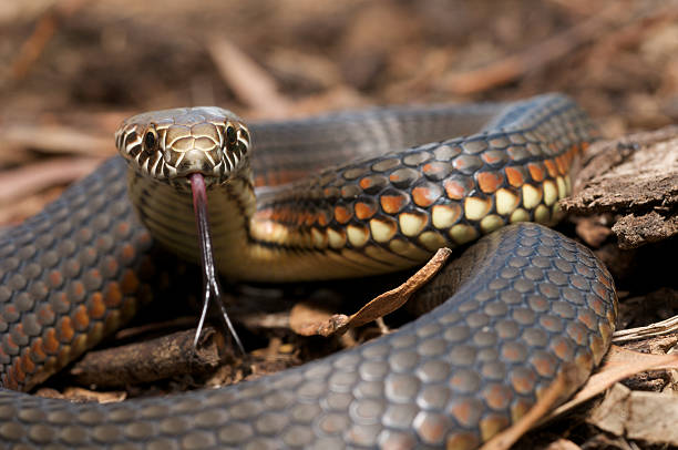 Copperhead snake stock photo