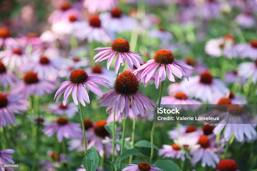 Purple Sonnenhut-Pflanzengattung - Lizenzfrei Sonnenhut - Pflanze Stock-Foto