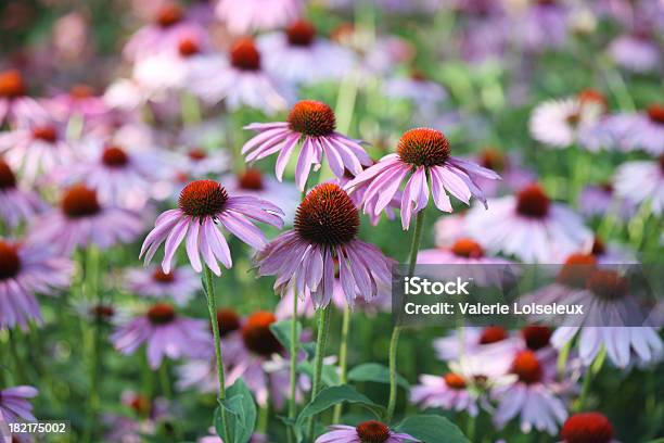 Purple Sonnenhutpflanzengattung Stockfoto und mehr Bilder von Sonnenhut - Pflanze - Sonnenhut - Pflanze, Sonnenhut - Pflanzengattung, Mehrjährige Pflanze