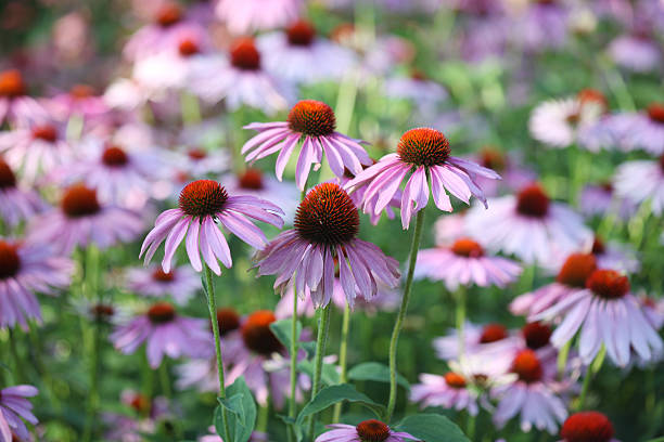 Purple Echinacea Flower bed of Purple Echinacea (coneflower).  perennial photos stock pictures, royalty-free photos & images