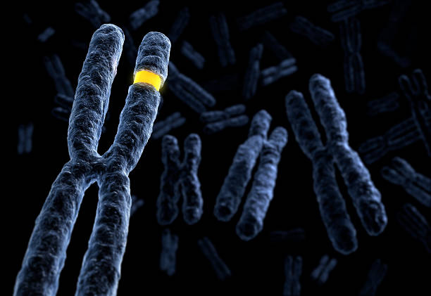 markierte chromosom - chromatid stock-fotos und bilder