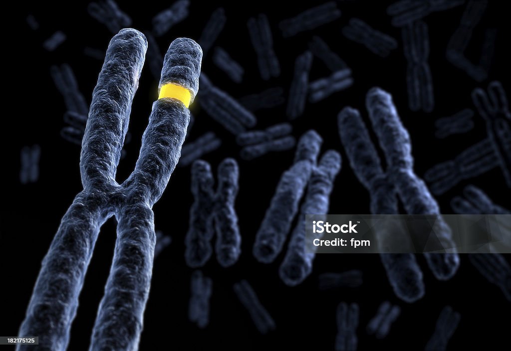 Marked Chromosome Extremely detailed royalty free rendering of different chromosomes. Shallow depth of field. Chromosome Stock Photo