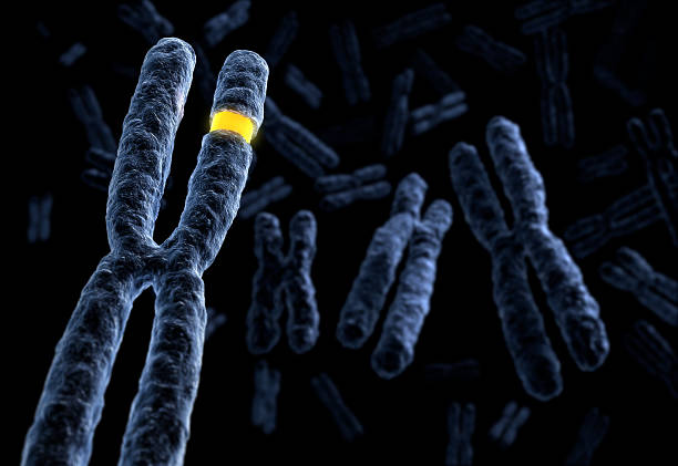 выраженное хромосома - thymine стоковые фото и изображения