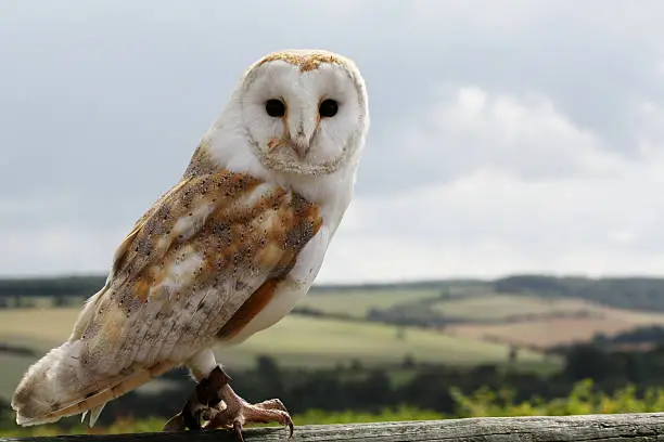 Photo of Barn owl looking forwards with landscape and sky behind